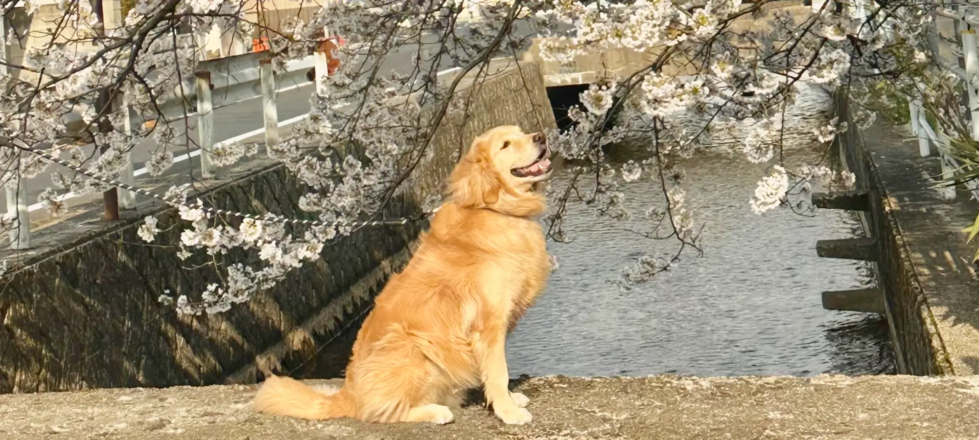 動物と家族に、やさしく
寄り添うホームドクター